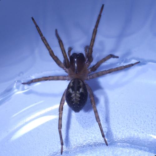 Réf. 307 316 : Amaurobius sp.